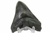 Fossil Megalodon Tooth - South Carolina #158914-2